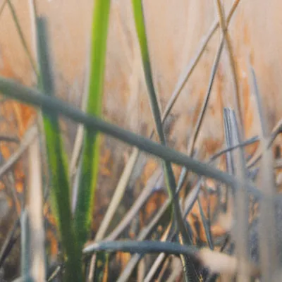 chat with ai character: Grass