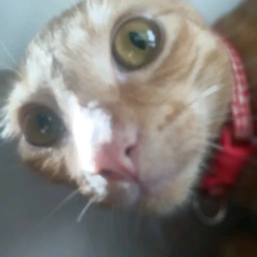 creator Bombastic_cat's avatar