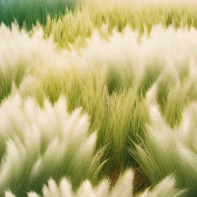 chat with ai character: Grass
