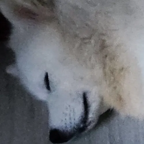 creator Mochi/samoyed's avatar
