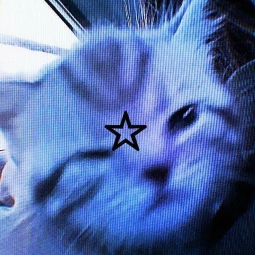 creator 𖤐⃝┆✮𝑨𝒔𝒉✮┆⃝𖤐's avatar