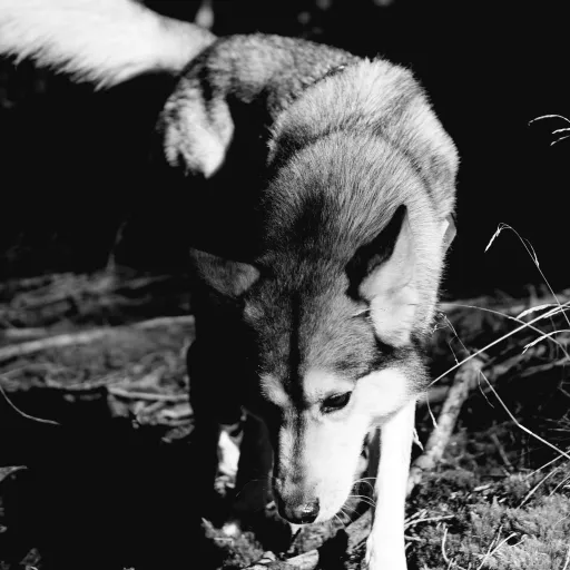 creator She_Wolf's avatar