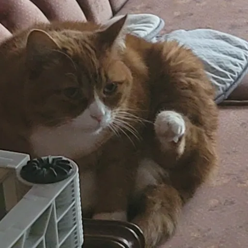 creator I LOVE MY CAT🐈!!!!'s avatar