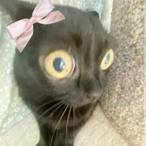 creator Black_cat1's avatar