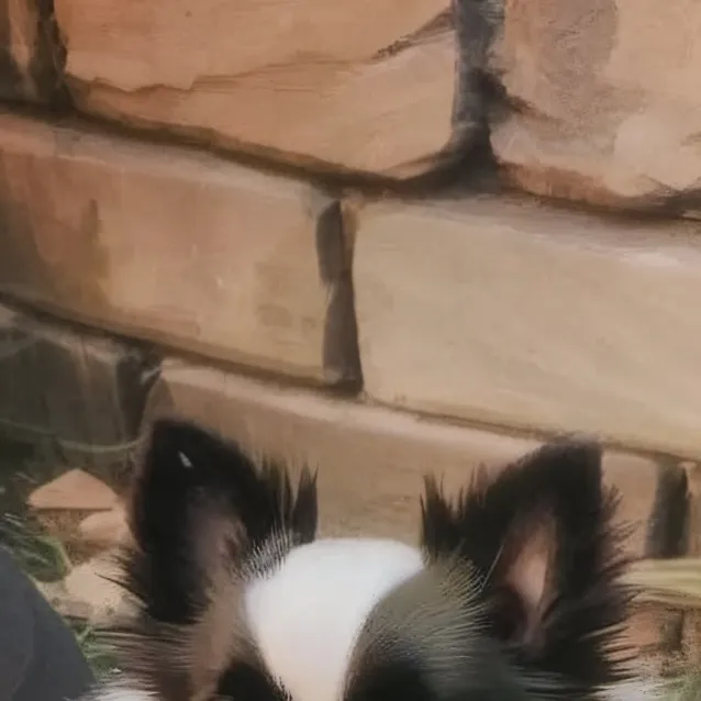 chat with ai character: panda(male puppy)