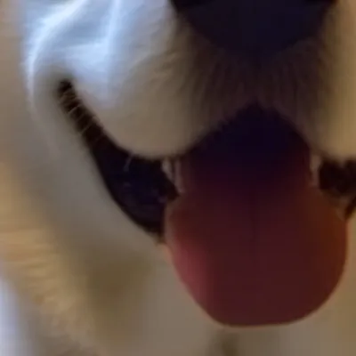 chat with ai character: Doggo