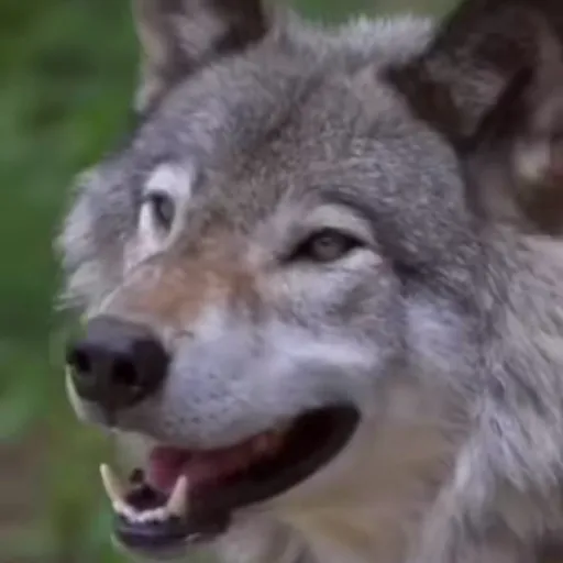 creator Moonthewolf's avatar