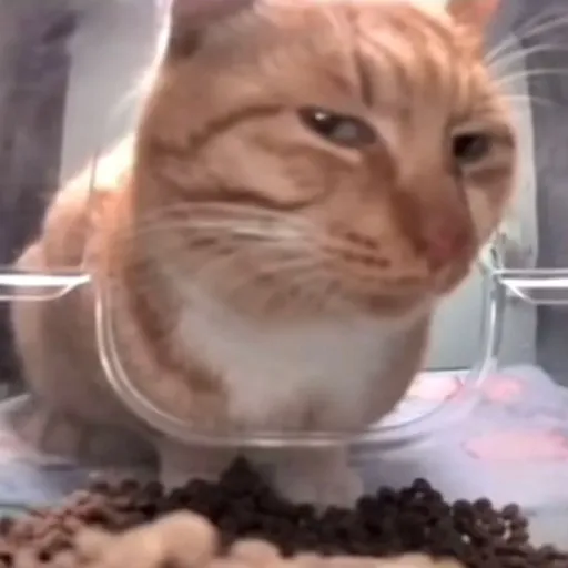 creator catsgowoof's avatar