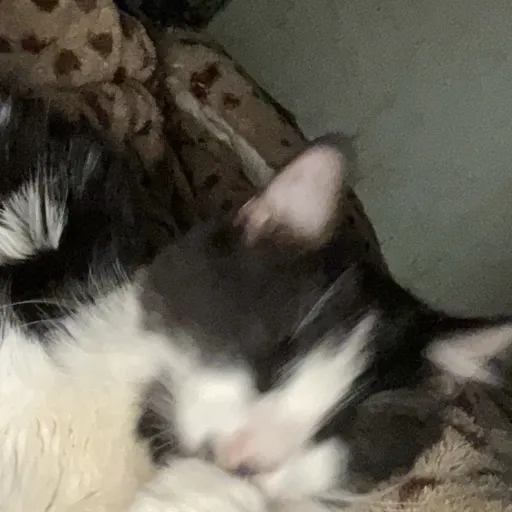 creator Sevester my cat's avatar