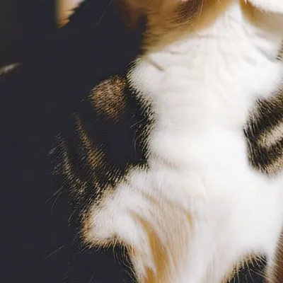 chat with ai character: Cats