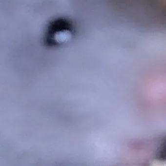 creator PIKACHU 1000's avatar