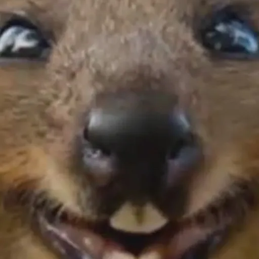 creator nothingsspecial's avatar