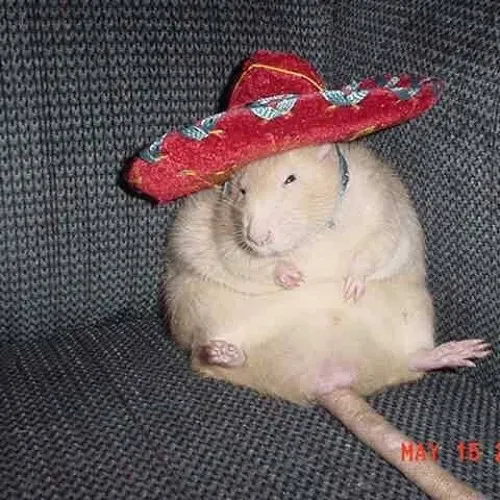 creator ratkaille's avatar