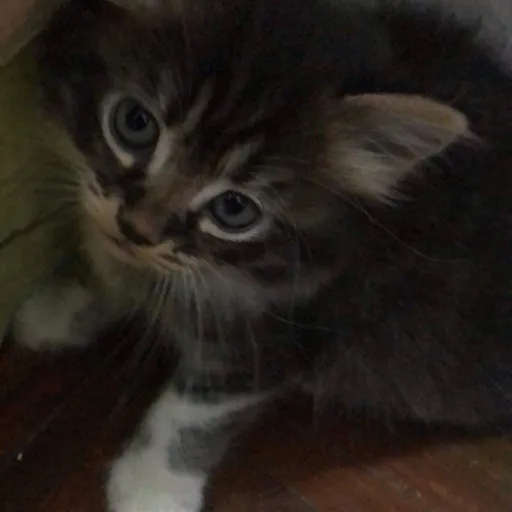 creator Tomthecat's avatar