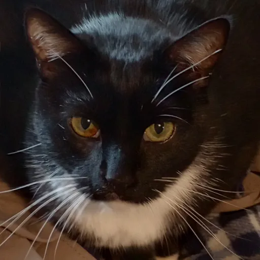 creator Tucker the Cat's avatar