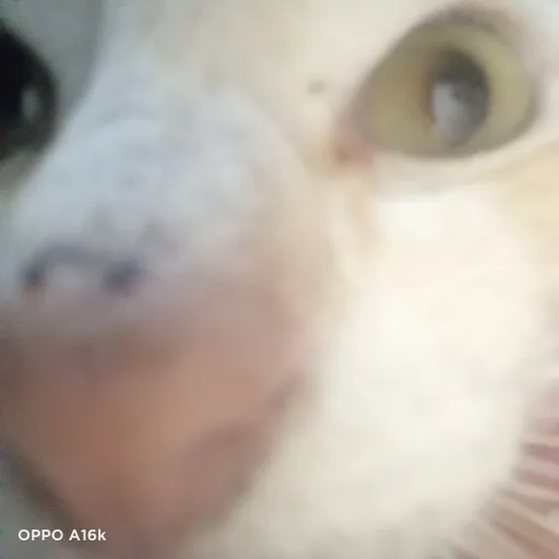 creator ~*kittenslife*~'s avatar