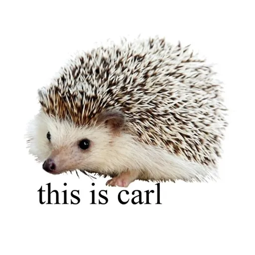 creator Hedgehog carl's avatar