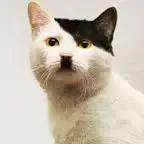 creator RainbowJack's avatar