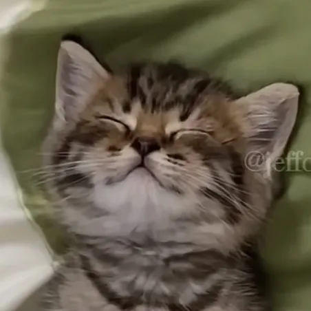 creator kitty (heelloo)'s avatar