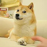 creator DogeLover123's avatar