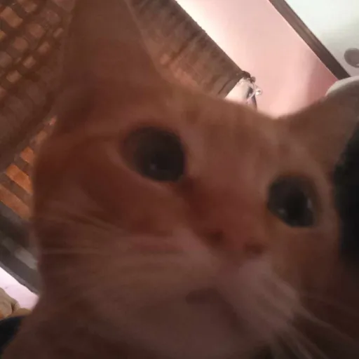 creator Garfield_is_my_cat's avatar