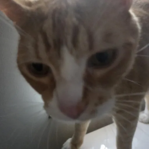 creator OrangeXCATMAKES's avatar