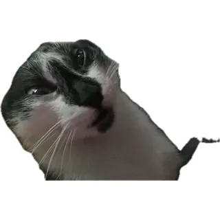 creator ACELOVESYOUπ's avatar