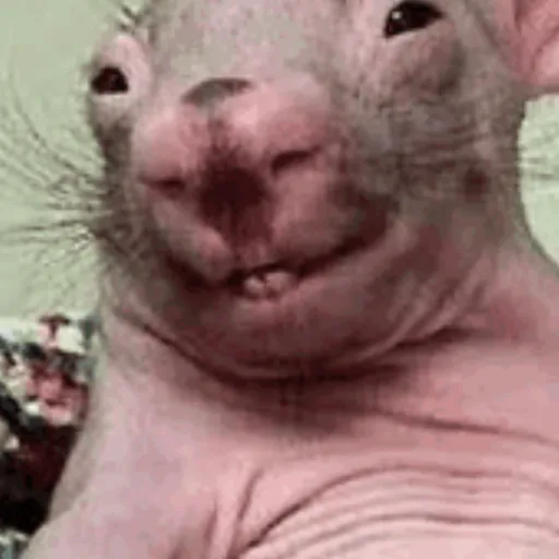 creator Rat 🐀🐀🐀's avatar