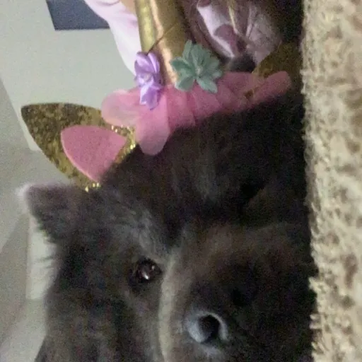 creator Chowchow wolf bear's avatar