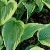 creator plant.'s avatar