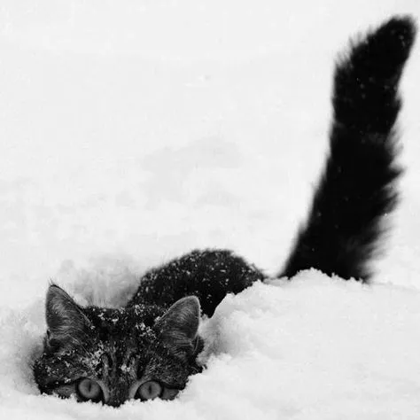 creator 🌨️FROSTY🌨️'s avatar