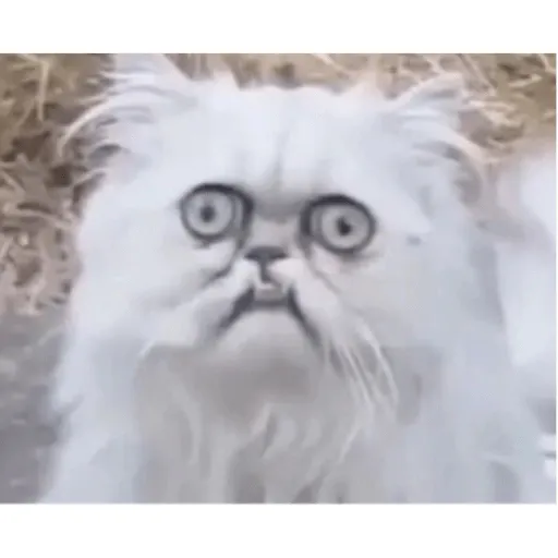 creator Catsππ¦ππ¦π's avatar