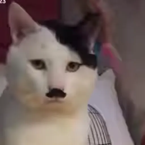 creator T.R cat's avatar