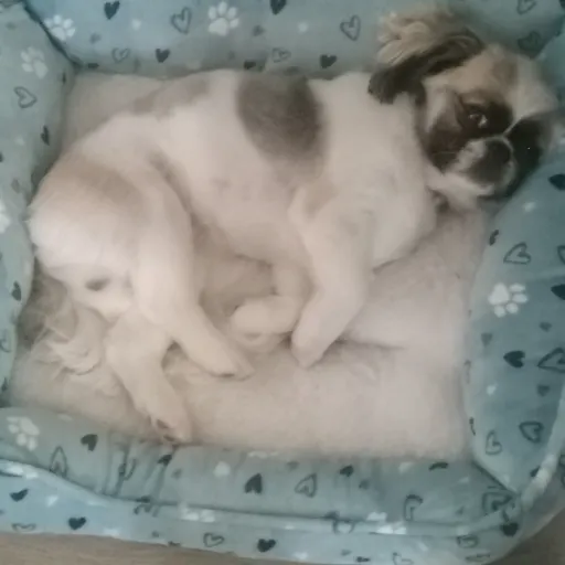 creator mycutedog's avatar