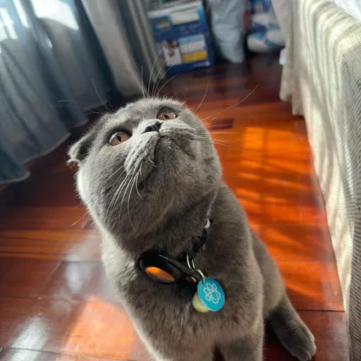 creator Graue Katze's avatar