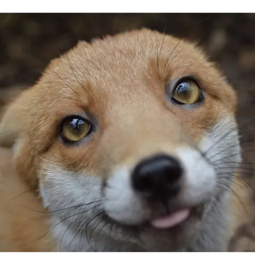 creator Foxygaming12377's avatar