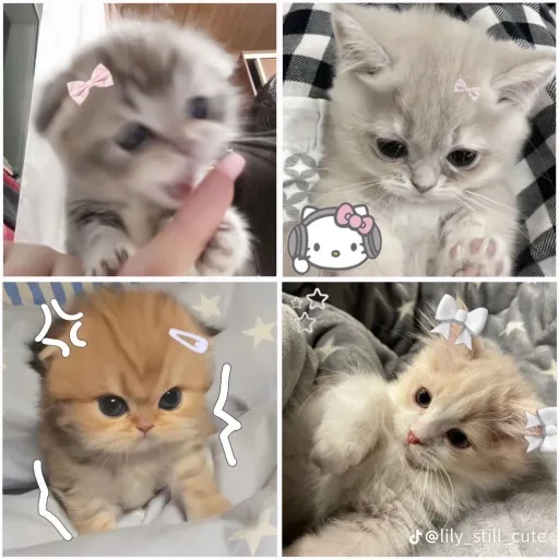 creator Yan Kashi🖤's avatar