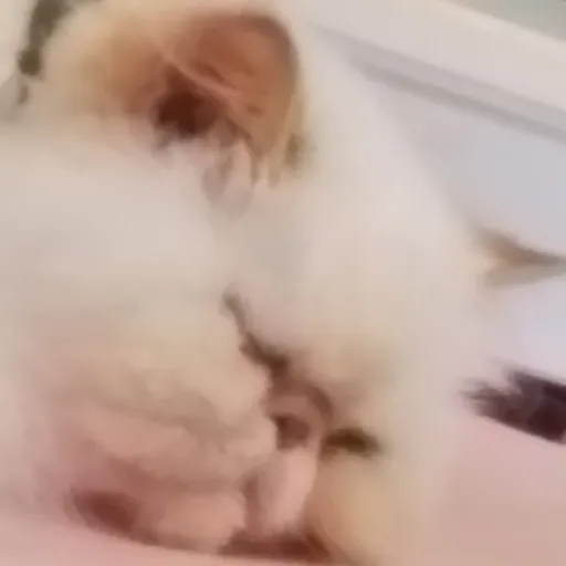 creator husks cat's avatar