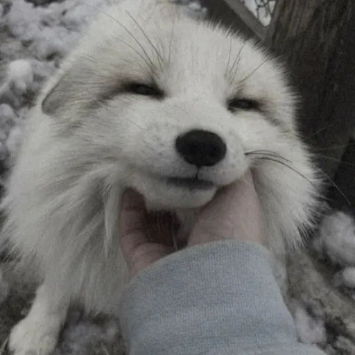 creator Azee!</33's avatar