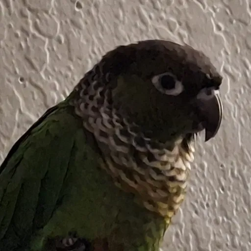 creator Green birb's avatar