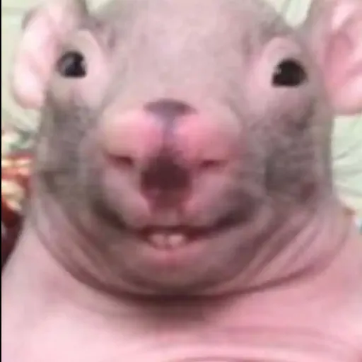 creator RAT🐀🐀🐀🐀's avatar