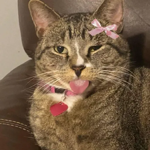 creator LookAtMyKitty 🐱's avatar