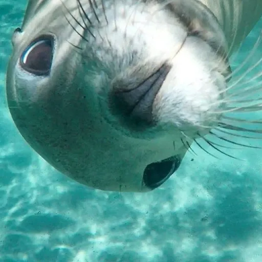 creator GiyuTomioka(◍•ᴗ•◍)'s avatar