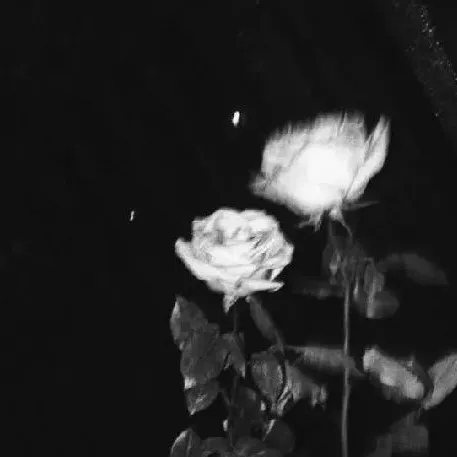 creator Charlottesville .'s avatar