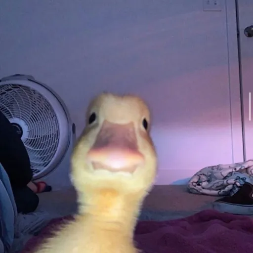 creator 737383728374272846's avatar