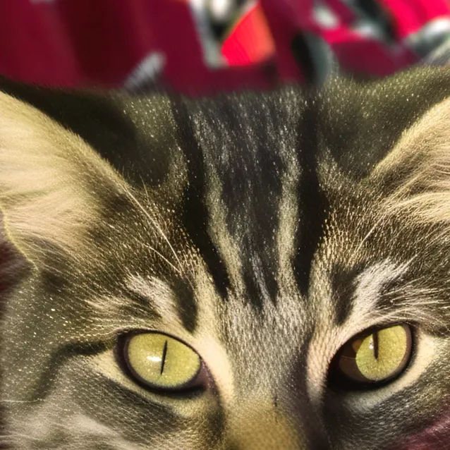 chat with ai character: Kit-cat