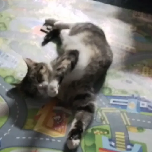 creator That lil cat's avatar