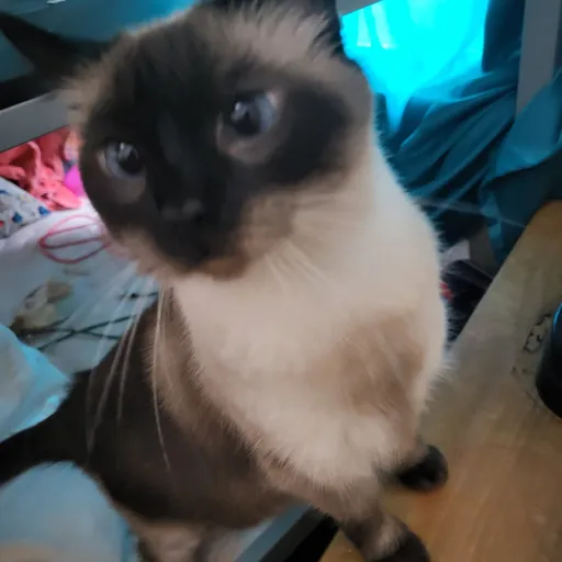 creator ToastizTastyXD's avatar