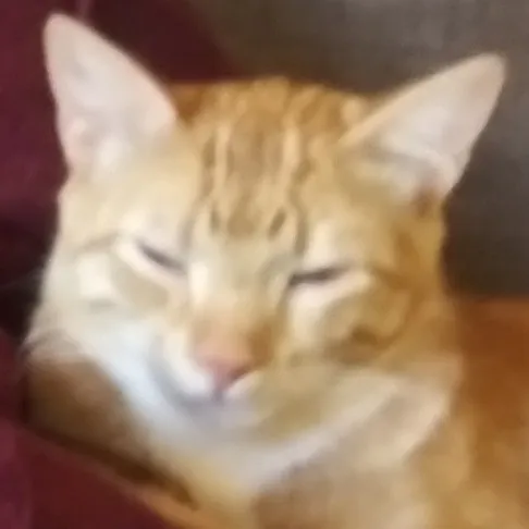 creator 8M8's avatar