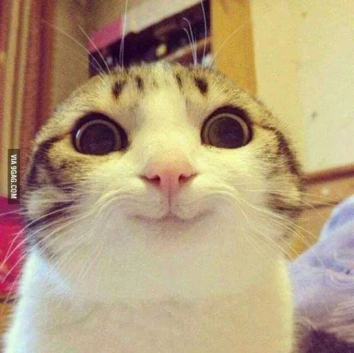 creator mochacat's avatar